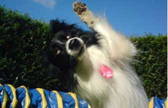 Adestramento de Cães - Foto 1