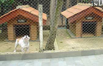Cão Q´Late - Foto 1