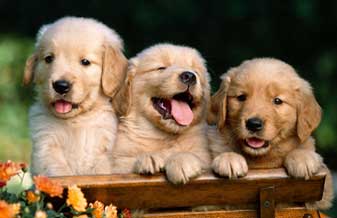 Filhotes & Fricotes Veterinária - Foto 1