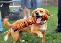 cachorro