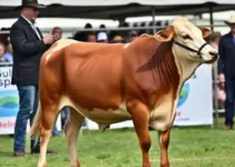 Mundial Brangus 2026