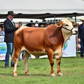 Mundial Brangus 2026