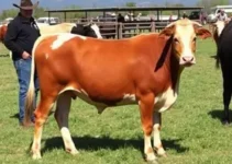 mega leilão de 30 anos