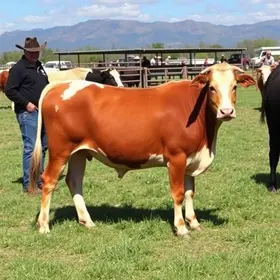 mega leilão de 30 anos