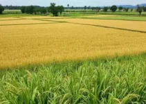 colheita do arroz e da soja