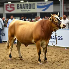 ExpoBrangus 2026