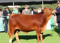 Grande Campeonato Angus Individual
