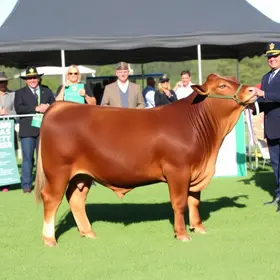 Grande Campeonato Angus Individual