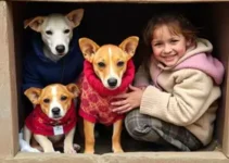 Campanha do agasalho para animais em Uruguaiana