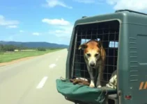 documentação para transporte de animais em Uruguaiana