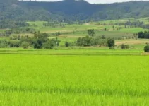 redução área plantada arroz RS