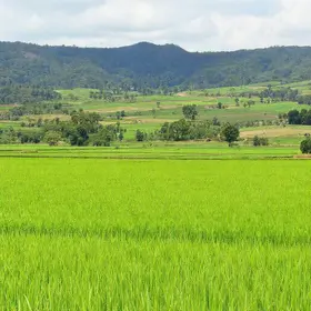 redução área plantada arroz RS