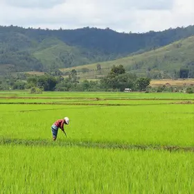 redução área plantada arroz RS